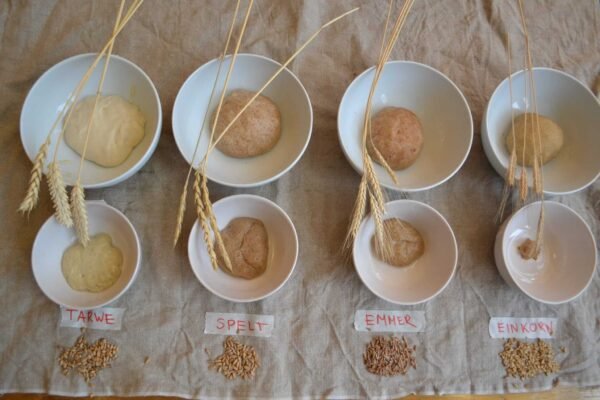 Ancient Grain: several actual grain varieties side by side (einkorn, emmer, spelt, rye)