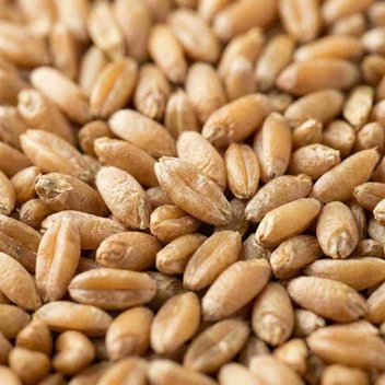 Aleurone Layer: close macro of a wheat kernel showing its layers